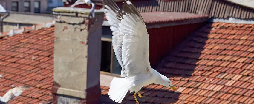 Residential Chimney Animal Removal Solution in Northview, MI