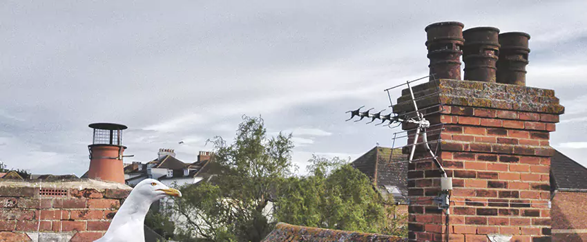Chimney Cleaning And Restoration in Northview, Michigan